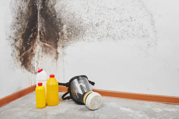 Best Same-Day Mold Removal  in Red Lake, AZ