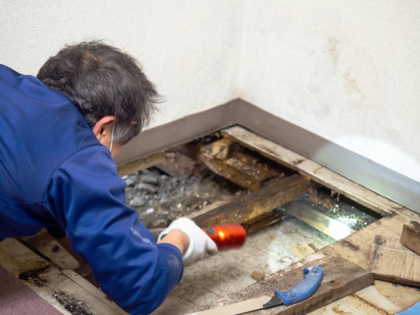 Best Crawl Space Mold Removal  in Red Lake, AZ