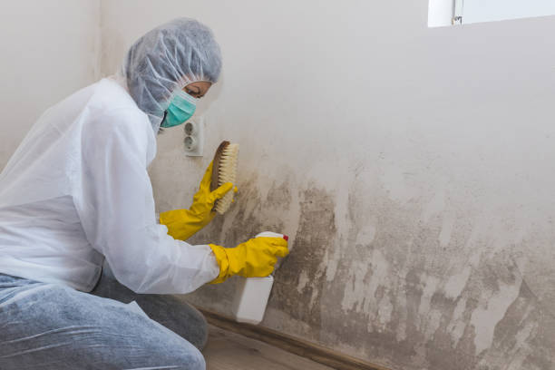 Best Crawl Space Mold Removal  in Red Lake, AZ