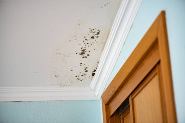 Best Toxic Mold Removal  in Red Lake, AZ