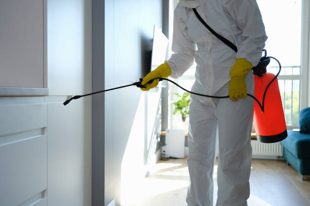 Best Mold Removal Company Near Me  in Red Lake, AZ