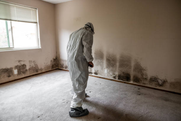 Best Local Mold Removal Service  in Red Lake, AZ