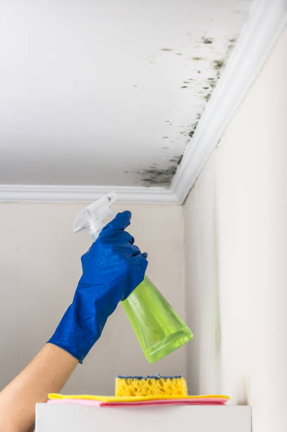 Best Attic Mold Removal  in Red Lake, AZ